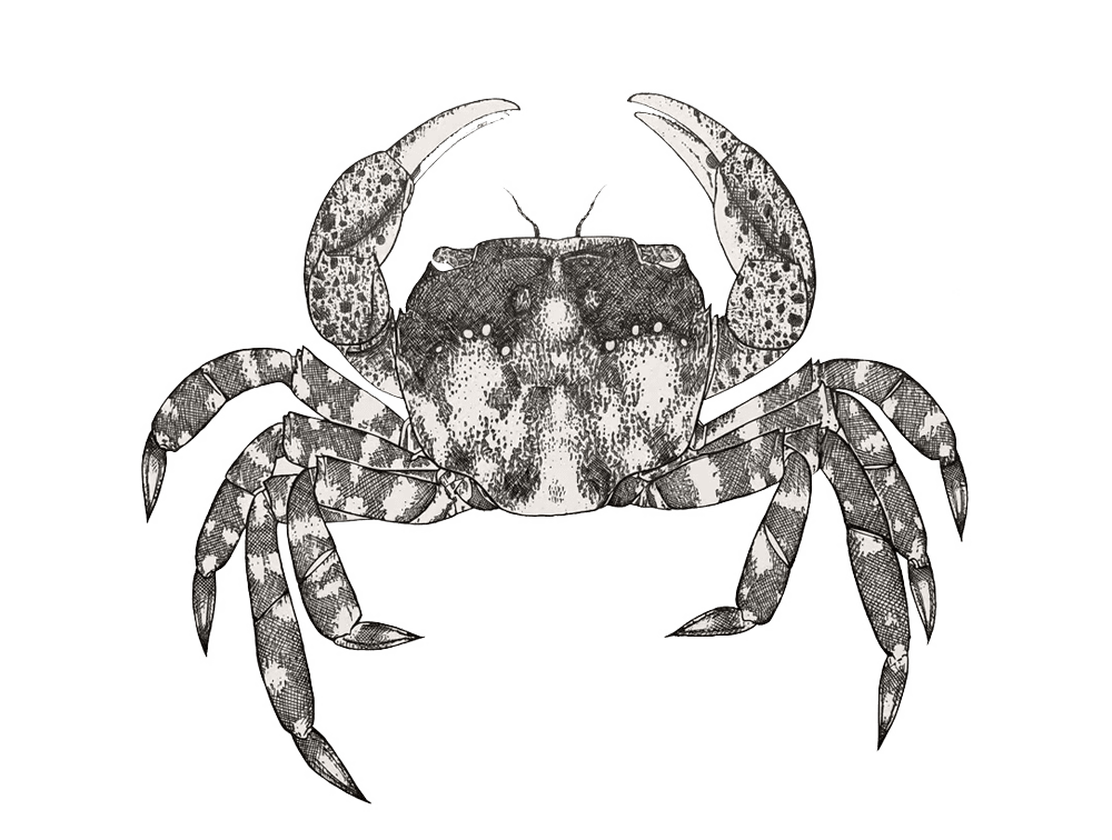 Asian shore crab