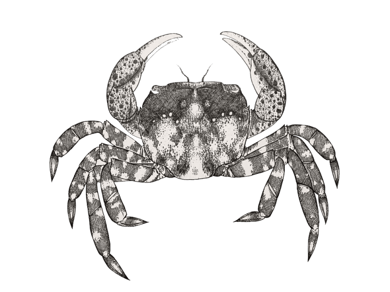 asian-shore-crab