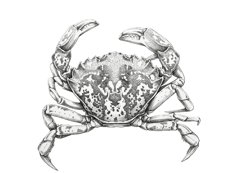 green-crab